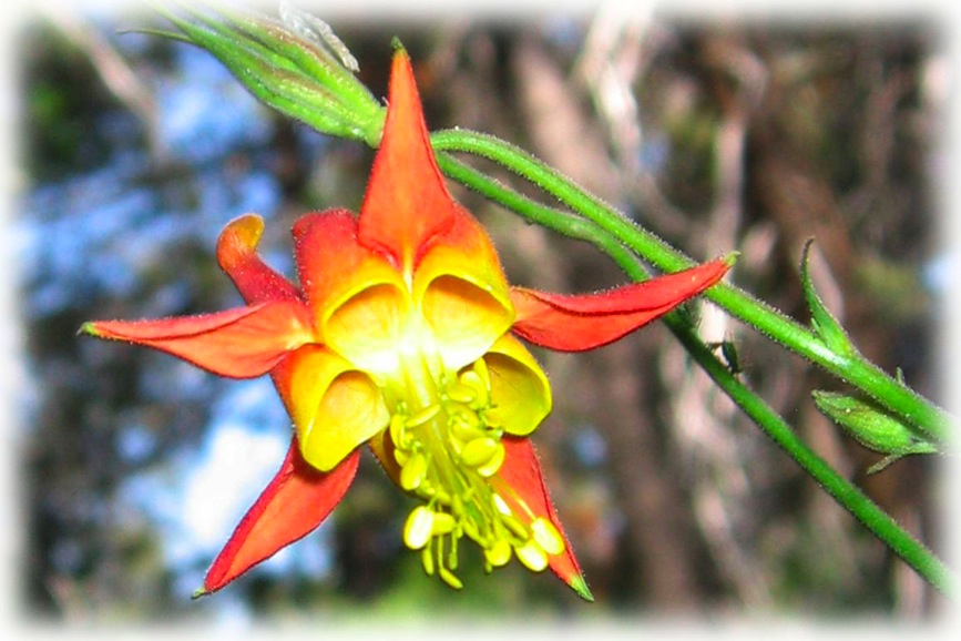 westerncolumbine